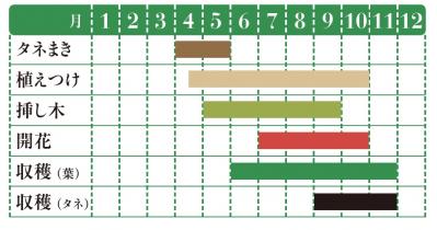 【ガーデニング】育てて楽しいハーブ【バジル】の栽培方法と活用アイデア3選（サムネイル画像2）