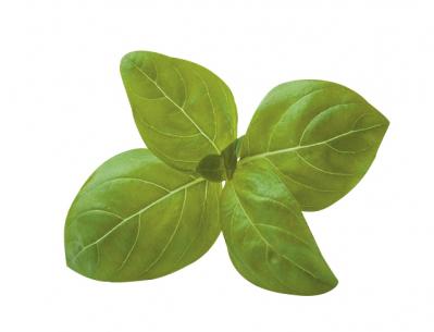 【ガーデニング】育てて楽しいハーブ【バジル】の栽培方法と活用アイデア3選（サムネイル画像3）