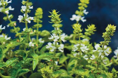 【ガーデニング】育てて楽しいハーブ【バジル】の栽培方法と活用アイデア3選（サムネイル画像5）