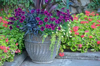 【ガーデニング】初心者でも簡単！「寄せ植え」が映える草丈＆草姿の組み合わせ（サムネイル画像7）