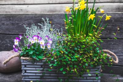 【ガーデニング】初心者でも簡単！「寄せ植え」が映える草丈＆草姿の組み合わせ（サムネイル画像3）