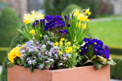 【ガーデニング】初心者でも簡単！「寄せ植え」が映える草丈＆草姿の組み合わせ（サムネイル画像2）