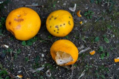 元ミス日本 伊藤千桃さんの葉山での暮らし「たくさん実った夏みかん、皮も捨てずに活用します」（サムネイル画像7）
