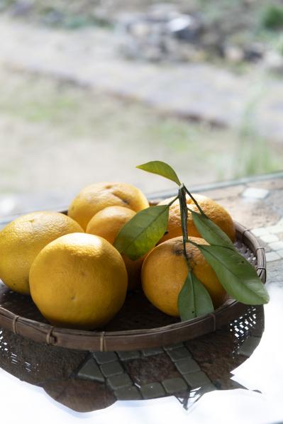元ミス日本 伊藤千桃さんの葉山での暮らし「たくさん実った夏みかん、皮も捨てずに活用します」（サムネイル画像9）