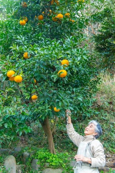元ミス日本 伊藤千桃さんの葉山での暮らし「たくさん実った夏みかん、皮も捨てずに活用します」（サムネイル画像2）