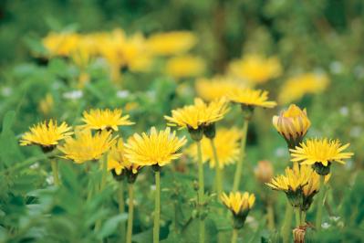 【ガーデニング】育てて楽しい多年草ハーブ【ダンデライオン】の栽培方法と活用アイデア3選（サムネイル画像5）