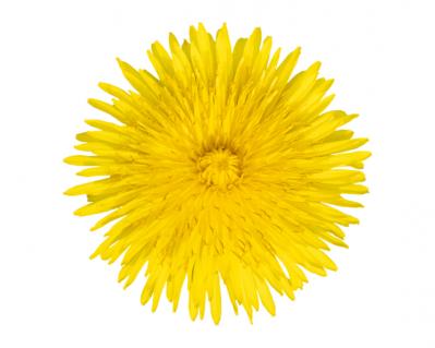 【ガーデニング】育てて楽しい多年草ハーブ【ダンデライオン】の栽培方法と活用アイデア3選（サムネイル画像3）