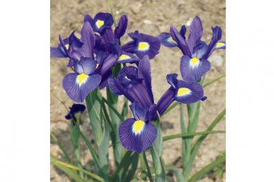 4月5日の花とは？【366日の誕生花と幸せの花言葉】（サムネイル画像）