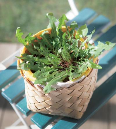 【ガーデニング】育てて楽しい多年草ハーブ【ダンデライオン】の栽培方法と活用アイデア3選（サムネイル画像4）