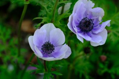 【ガーデニング】春に映える「青い花」8選。美しく咲かせるコツとは？（サムネイル画像3）