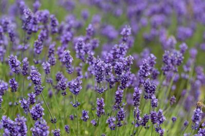 【ガーデニング】春に映える「青い花」8選。美しく咲かせるコツとは？（サムネイル画像6）