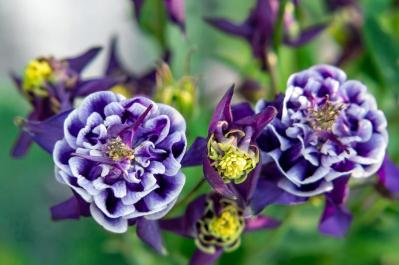 【ガーデニング】春に映える「青い花」8選。美しく咲かせるコツとは？（サムネイル画像9）