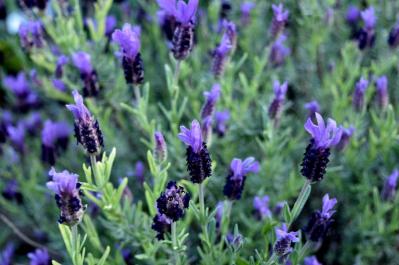 【ガーデニング】春に映える「青い花」8選。美しく咲かせるコツとは？（サムネイル画像7）