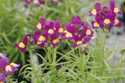 4月10日の花とは？【366日の誕生花と幸せの花言葉】（サムネイル画像）