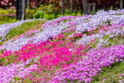 4月8日の花とは？【366日の誕生花と幸せの花言葉】（サムネイル画像）