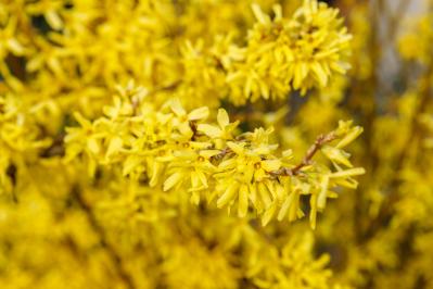 4月11日の花とは？【366日の誕生花と幸せの花言葉】（サムネイル画像）