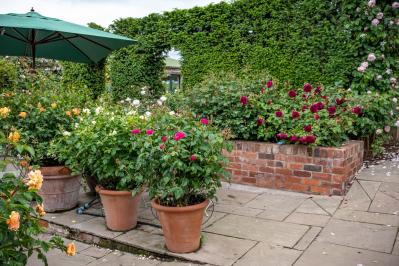 【ガーデニング】生長モードに入った4月のバラ。鉢植えは水やりがポイント！（サムネイル画像）