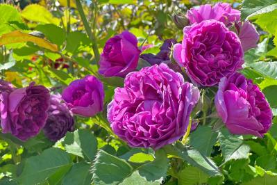 【ガーデニング】生長モードに入った4月のバラ。鉢植えは水やりがポイント！（サムネイル画像3）