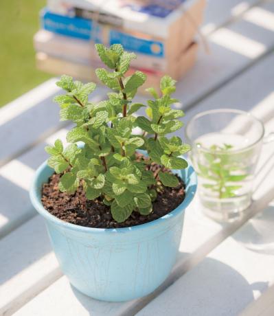 【ガーデニング】育てて楽しい多年草ハーブ【ミント】の栽培方法と活用アイデア3選（サムネイル画像5）