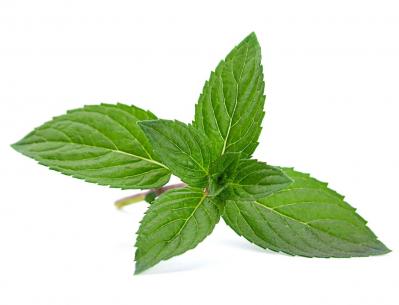 【ガーデニング】育てて楽しい多年草ハーブ【ミント】の栽培方法と活用アイデア3選（サムネイル画像4）