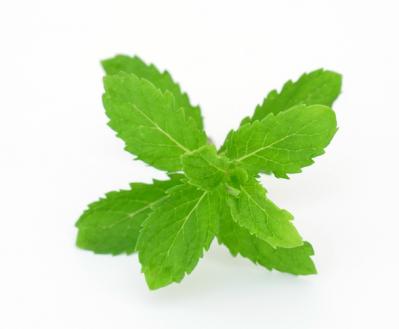 【ガーデニング】育てて楽しい多年草ハーブ【ミント】の栽培方法と活用アイデア3選（サムネイル画像3）