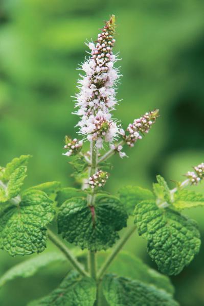 【ガーデニング】育てて楽しい多年草ハーブ【ミント】の栽培方法と活用アイデア3選（サムネイル画像6）