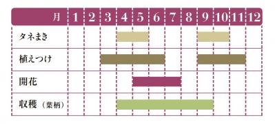 【ガーデニング】育てて楽しい多年草ハーブ【ルバーブ】の栽培方法と活用アイデア2選（サムネイル画像2）