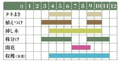 【ガーデニング】育てて楽しい多年草ハーブ【ミント】の栽培方法と活用アイデア3選（サムネイル画像2）
