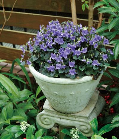 【ガーデニング】園芸家・青木純子さんの庭を美しくキープする春の作業「咲き終わった花の整理」「支柱立て」「鉢植えの夏越し準備」（サムネイル画像20）