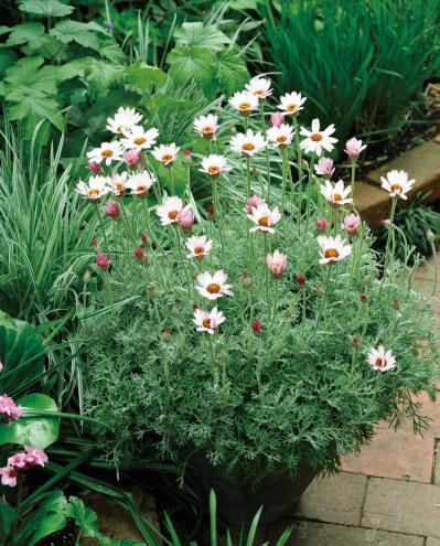 【ガーデニング】園芸家・青木純子さんの庭を美しくキープする春の作業「咲き終わった花の整理」「支柱立て」「鉢植えの夏越し準備」（サムネイル画像21）