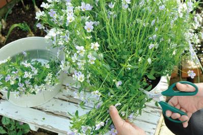 【ガーデニング】園芸家・青木純子さんの庭を美しくキープする春の作業「咲き終わった花の整理」「支柱立て」「鉢植えの夏越し準備」（サムネイル画像4）