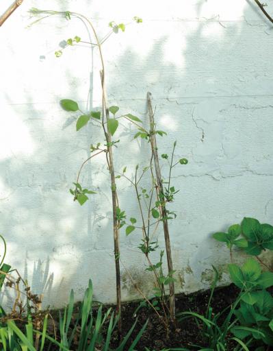 【ガーデニング】庭を美しくキープする春の作業「花がら摘み」「害虫予防」「つるの誘引」園芸家・青木純子さんがレクチャー（サムネイル画像17）