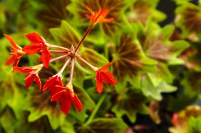 【ガーデニング】初春から初冬まで長く咲く！ゼラニウムで“絵になる窓辺”づくり［多年草］（サムネイル画像6）