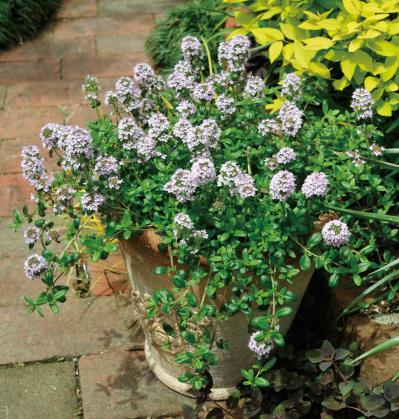 【ガーデニング】ローメンテナンスでOKな春の鉢植え5選｜園芸家・青木純子さんおすすめ（サムネイル画像8）