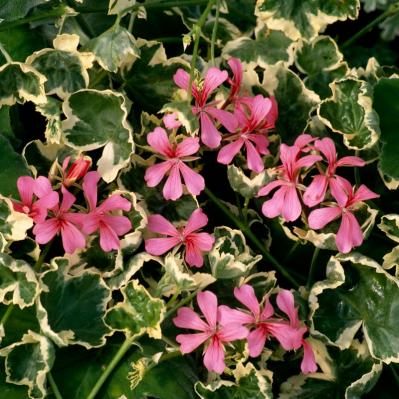 【ガーデニング】初春から初冬まで長く咲く！ゼラニウムで“絵になる窓辺”づくり［多年草］（サムネイル画像5）