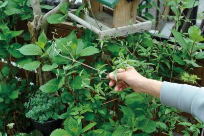 【ガーデニング】庭を美しくキープする春の作業「花がら摘み」「害虫予防」「つるの誘引」園芸家・青木純子さんがレクチャー（サムネイル画像19）