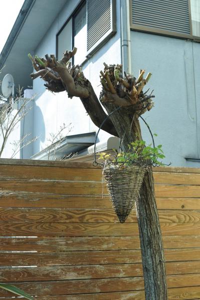 【ガーデニング】庭を美しくキープする春の作業「花がら摘み」「害虫予防」「つるの誘引」園芸家・青木純子さんがレクチャー（サムネイル画像8）