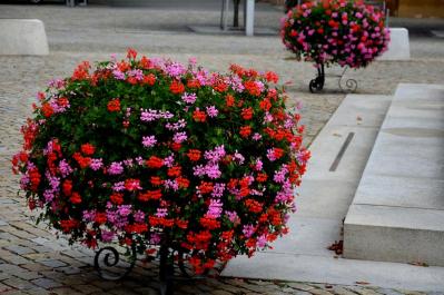 【ガーデニング】初春から初冬まで長く咲く！ゼラニウムで“絵になる窓辺”づくり［多年草］（サムネイル画像3）