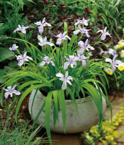 【ガーデニング】ローメンテナンスでOKな春の鉢植え5選｜園芸家・青木純子さんおすすめ（サムネイル画像7）