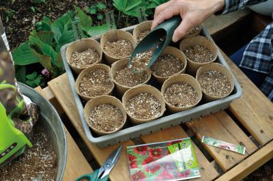 【ガーデニング】庭を美しくキープする春の作業「花がら摘み」「害虫予防」「つるの誘引」園芸家・青木純子さんがレクチャー（サムネイル画像11）