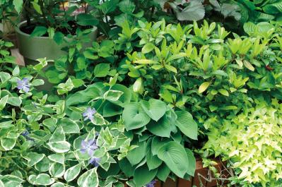 【ガーデニング】園芸家・青木純子さんの庭を美しくキープする春の作業「咲き終わった花の整理」「支柱立て」「鉢植えの夏越し準備」（サムネイル画像16）