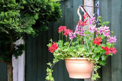 【ガーデニング】初春から初冬まで長く咲く！ゼラニウムで“絵になる窓辺”づくり［多年草］（サムネイル画像10）