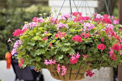 【ガーデニング】初春から初冬まで長く咲く！ゼラニウムで“絵になる窓辺”づくり［多年草］（サムネイル画像7）