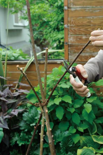 【ガーデニング】園芸家・青木純子さんの庭を美しくキープする春の作業「咲き終わった花の整理」「支柱立て」「鉢植えの夏越し準備」（サムネイル画像11）