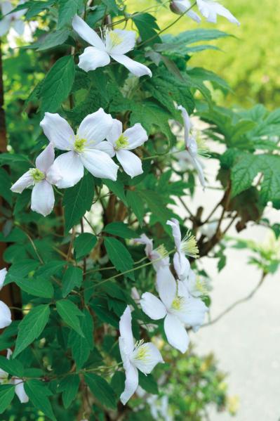 【ガーデニング】ローメンテナンスでも美しい！園芸家・青木純子さんの春の庭を拝見（サムネイル画像7）