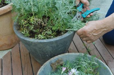 【ガーデニング】園芸家・青木純子さんの庭を美しくキープする春の作業「咲き終わった花の整理」「支柱立て」「鉢植えの夏越し準備」（サムネイル画像17）