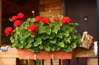【ガーデニング】初春から初冬まで長く咲く！ゼラニウムで“絵になる窓辺”づくり［多年草］（サムネイル画像2）