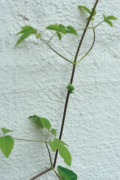 【ガーデニング】庭を美しくキープする春の作業「花がら摘み」「害虫予防」「つるの誘引」園芸家・青木純子さんがレクチャー（サムネイル画像15）