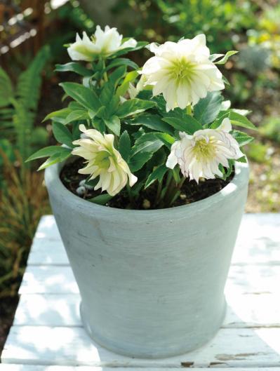 【ガーデニング】ローメンテナンスでOKな春の鉢植え5選｜園芸家・青木純子さんおすすめ（サムネイル画像6）