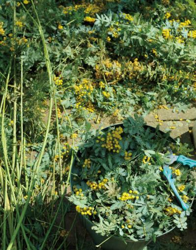 【ガーデニング】庭を美しくキープする春の作業「花がら摘み」「害虫予防」「つるの誘引」園芸家・青木純子さんがレクチャー（サムネイル画像9）